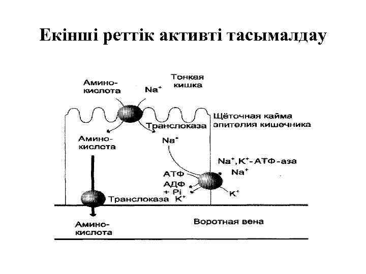 Белоктардың алмасуы презентация