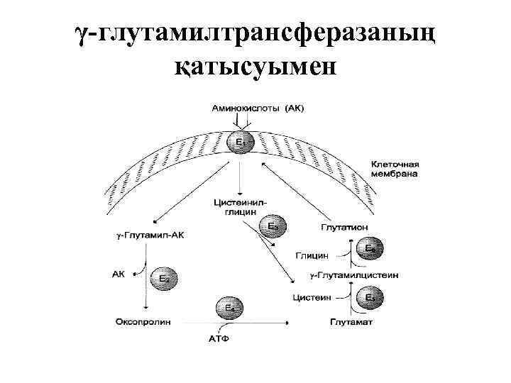 γ-глутамилтрансферазаның қатысуымен 