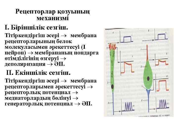 Механо рецепторлардың түрлері презентация