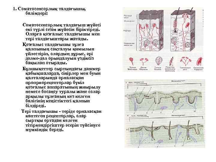 1. Соматосенсорлық талдағышы, бөлімдері: Соматосенсорлық талдағыш жүйесі екі түрлі сезім жүйесін біріктіреді. Оларға қозғалыс