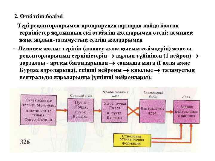 2. Өткізгіш бөлімі Тері рецепторларымен проприрецепторларда пайда болған серпіністер жұлынның екі өткізгіш жолдарымен өтеді: