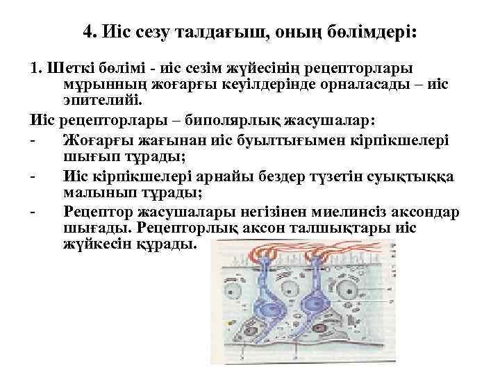 4. Иіс сезу талдағыш, оның бөлімдері: 1. Шеткі бөлімі - иіс сезім жүйесінің рецепторлары