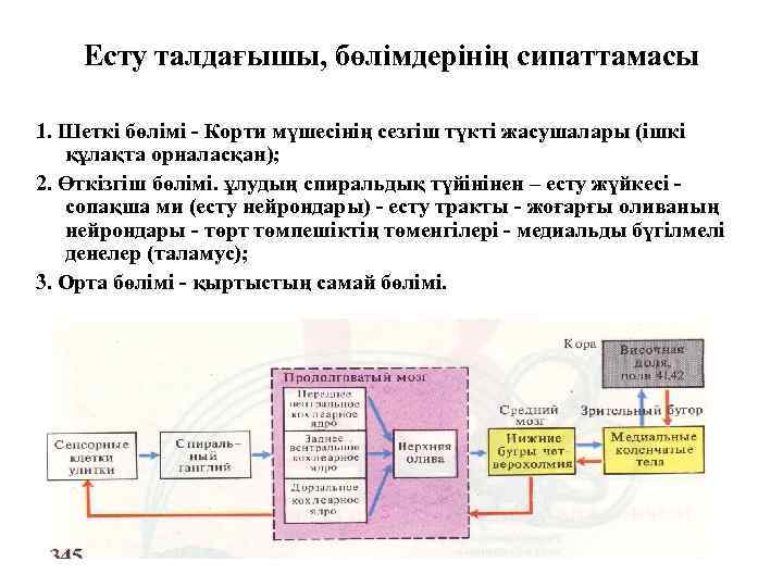 Есту талдағышы, бөлімдерінің сипаттамасы 1. Шеткі бөлімі - Корти мүшесінің сезгіш түкті жасушалары (ішкі