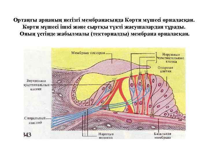 Ортаңғы арнаның негізгі мембранасында Корти мүшесі орналасқан. Корти мүшесі ішкі және сыртқы түкті жасушалардан