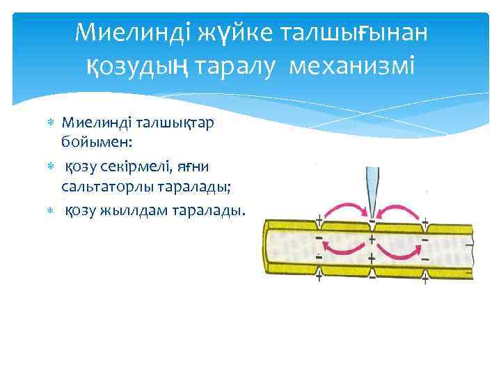 Миелинді жүйке талшығынан қозудың таралу механизмі Миелинді талшықтар бойымен: қозу секірмелі, яғни сальтаторлы таралады;