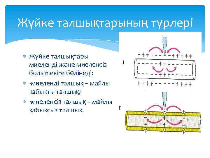 Жүйке талшықтарының түрлері Жүйке талшықтары миеленді және миеленсіз болып екіге бөлінеді: ·миеленді талшық –