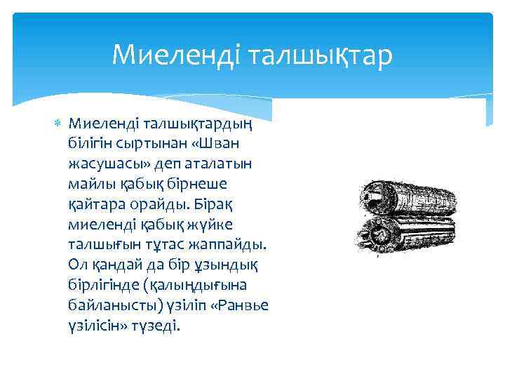 Миеленді талшықтар Миеленді талшықтардың білігін сыртынан «Шван жасушасы» деп аталатын майлы қабық бірнеше қайтара