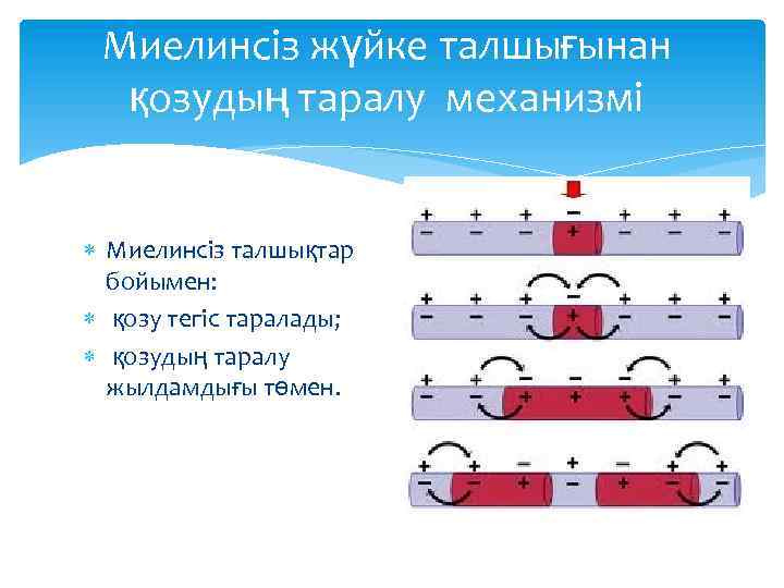 Миелинсіз жүйке талшығынан қозудың таралу механизмі Миелинсіз талшықтар бойымен: қозу тегіс таралады; қозудың таралу