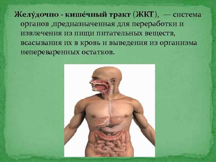 Желу дочно - кише чный тракт (ЖКТ), — система органов , предназначенная для переработки