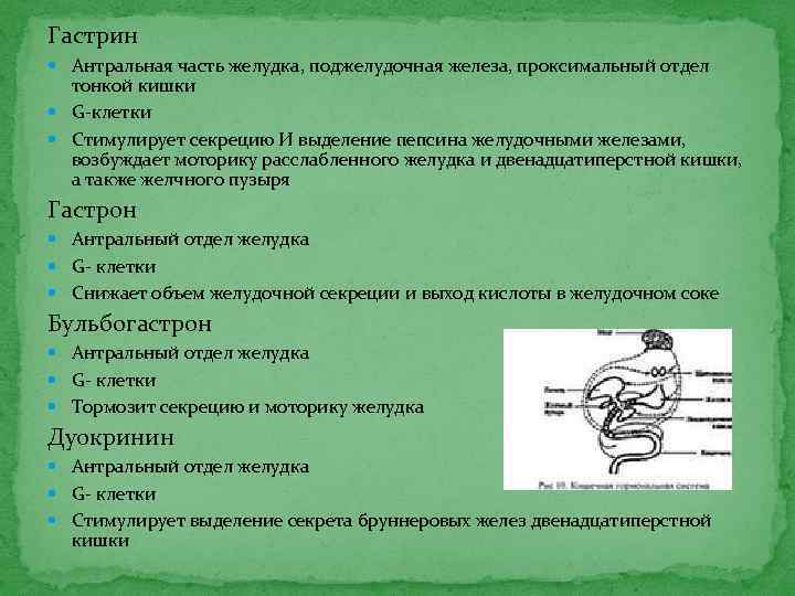 Гастрин Антральная часть желудка, поджелудочная железа, проксимальный отдел тонкой кишки G клетки Стимулирует секрецию