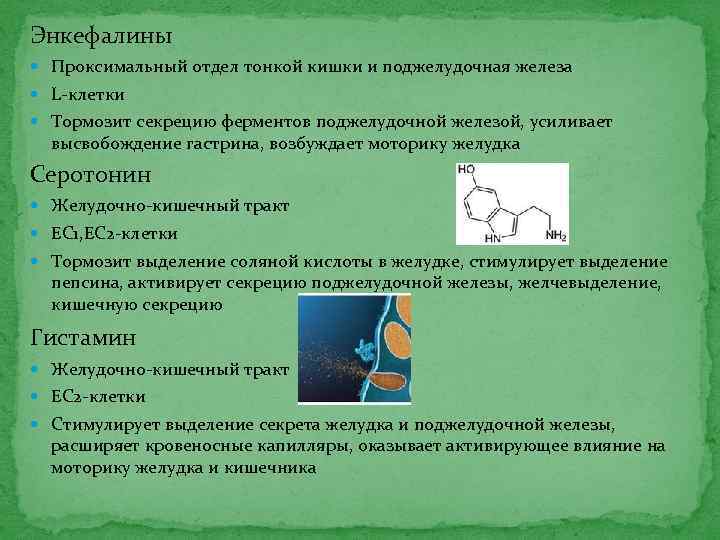 Энкефалины Проксимальный отдел тонкой кишки и поджелудочная железа L клетки Тормозит секрецию ферментов поджелудочной