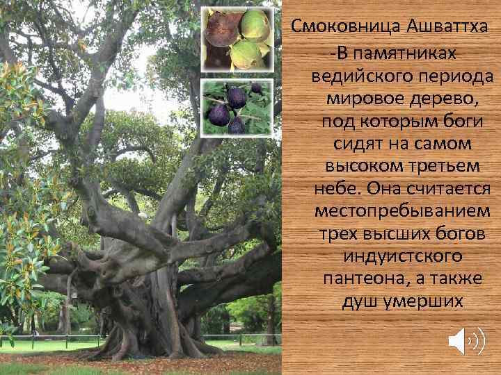 Смоковница Ашваттха -В памятниках ведийского периода мировое дерево, под которым боги сидят на самом