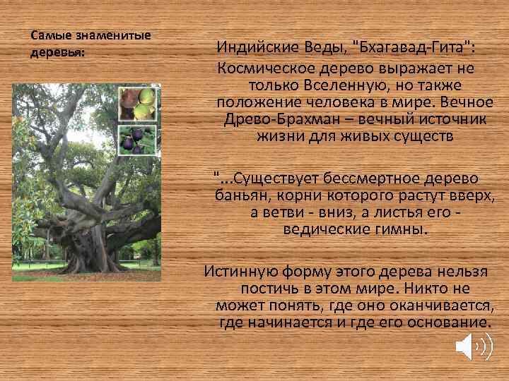 Самые знаменитые деревья: Индийские Веды, 