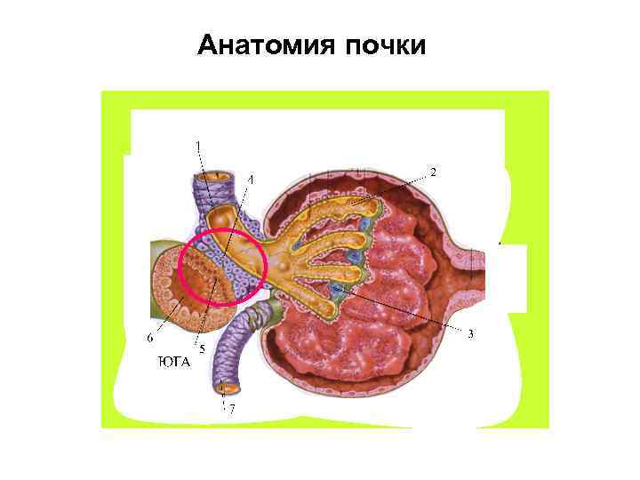 Анатомия почки 