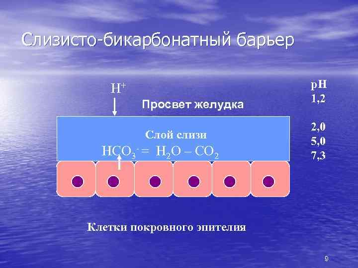 Слизисто бикарбонатный барьер Н+ Просвет желудка Слой слизи НСО 3 - = Н 2