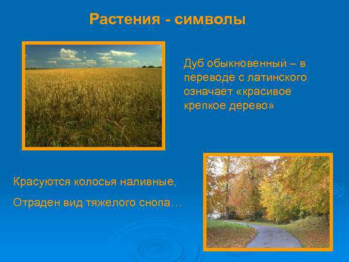 Растения - символы Дуб обыкновенный – в переводе с латинского означает «красивое крепкое дерево»