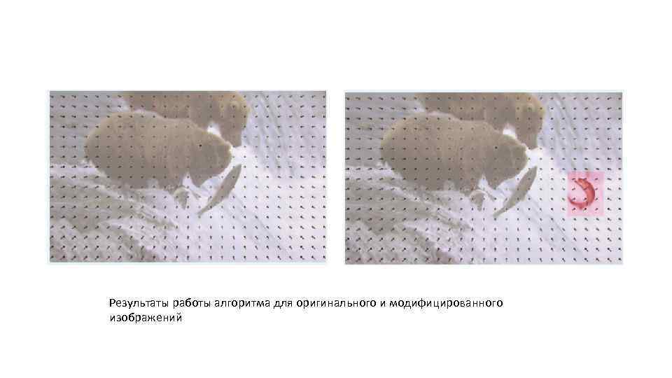 Результаты работы алгоритма для оригинального и модифицированного изображений 
