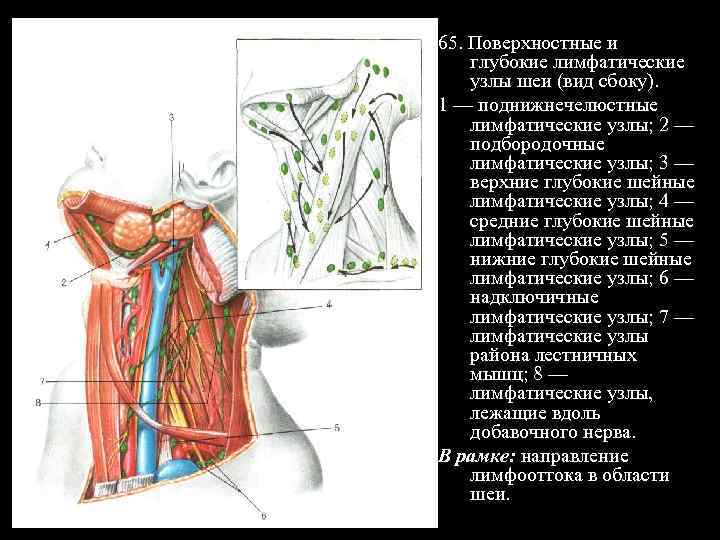 Лимфатические узлы шеи