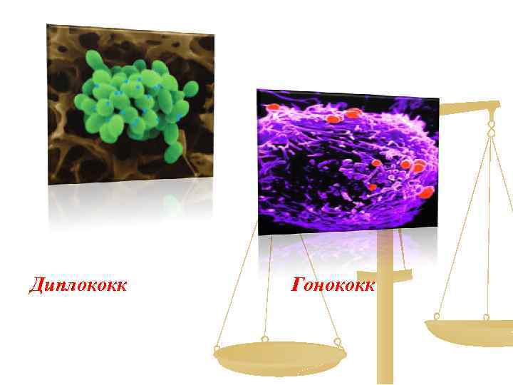 Диплококк Гонококк 