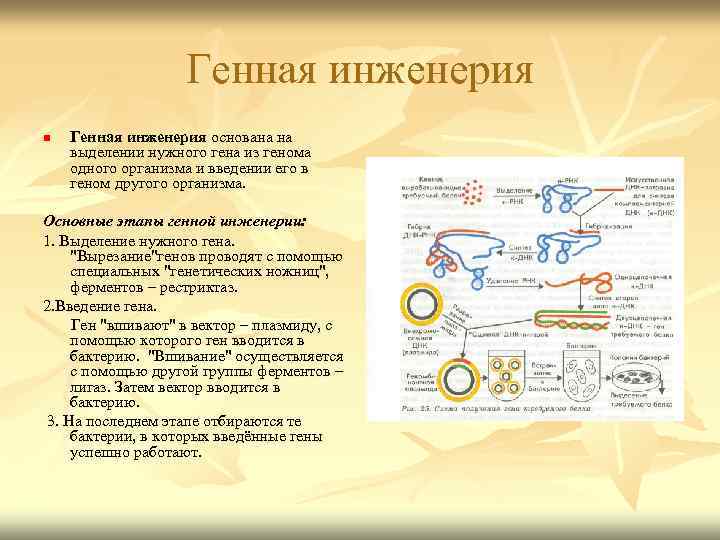 Генная инженерия n Генная инженерия основана на выделении нужного гена из генома одного организма