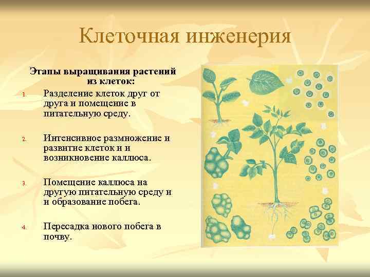 Клеточная инженерия Этапы выращивания растений из клеток: 1. Разделение клеток друг от друга и