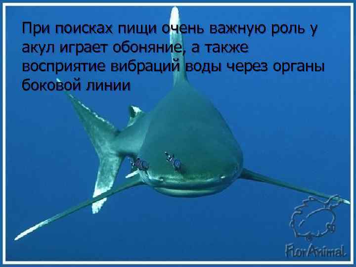 При поисках пищи очень важную роль у акул играет обоняние, а также восприятие вибраций