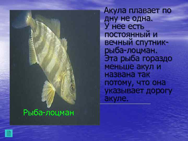 Акула плавает по дну не одна. У нее есть постоянный и вечный спутникрыба-лоцман. Эта