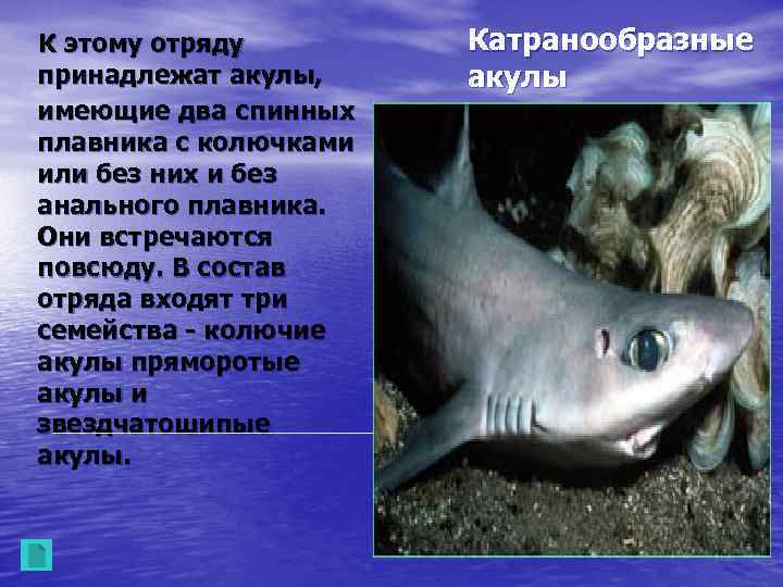 К этому отряду принадлежат акулы, имеющие два спинных плавника с колючками или без них