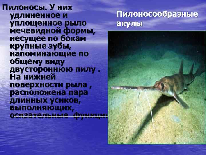 Пилоносы. У них Пилоносообразные удлиненное и уплощенное рыло акулы мечевидной формы, несущее по бокам