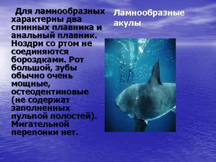 Для ламнообразных Ламнообразные характерны два акулы спинных плавника и анальный плавник. Ноздри со ртом