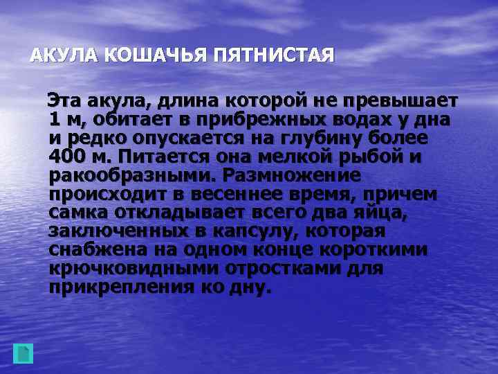 АКУЛА КОШАЧЬЯ ПЯТНИСТАЯ Эта акула, длина которой не превышает 1 м, обитает в прибрежных