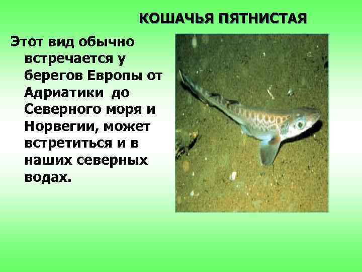 КОШАЧЬЯ ПЯТНИСТАЯ Этот вид обычно встречается у берегов Европы от Адриатики до Северного моря