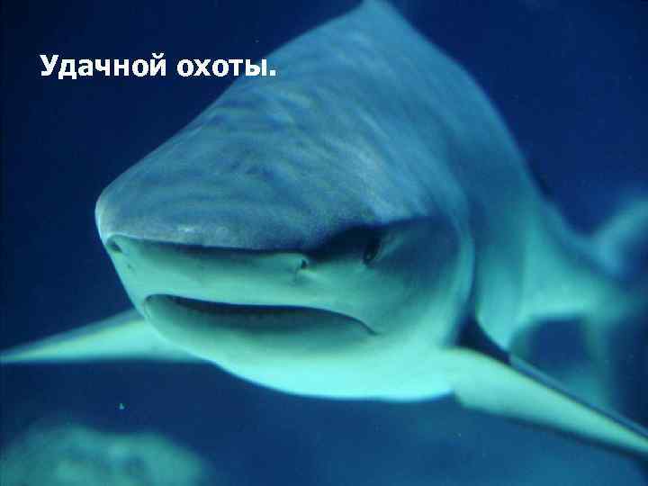 Удачной охоты. 