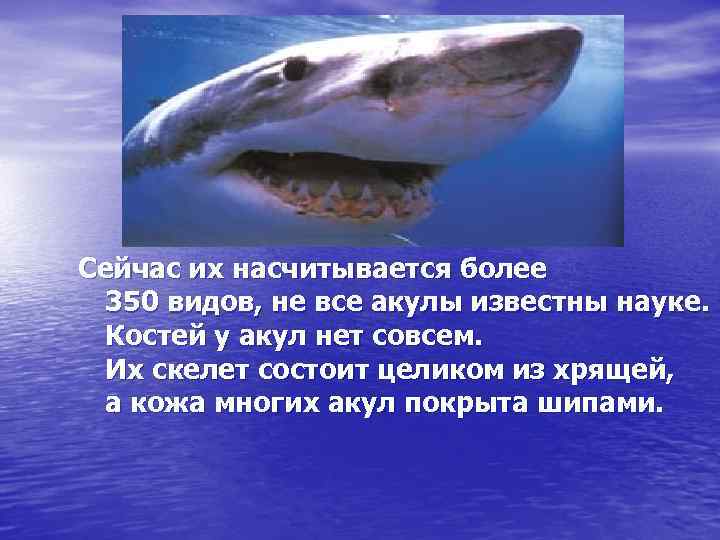 Сейчас их насчитывается более 350 видов, не все акулы известны науке. Костей у акул