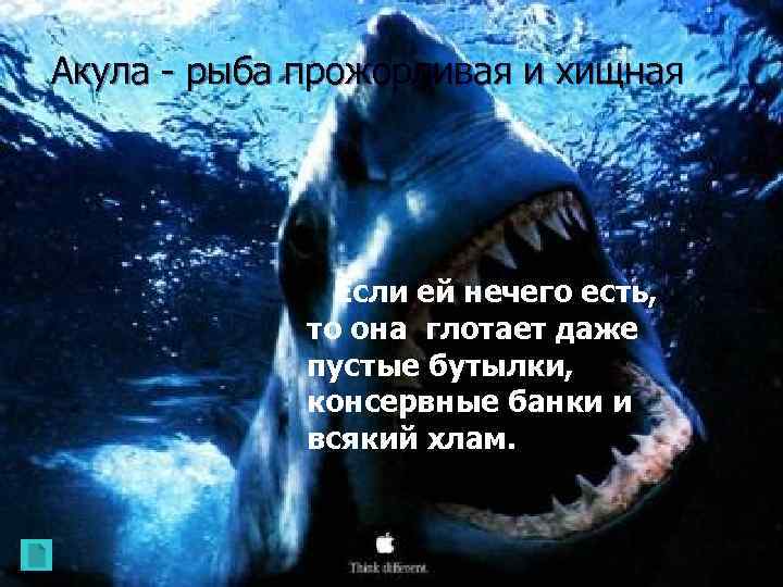Акула - рыба прожорливая и хищная Если ей нечего есть, то она глотает даже
