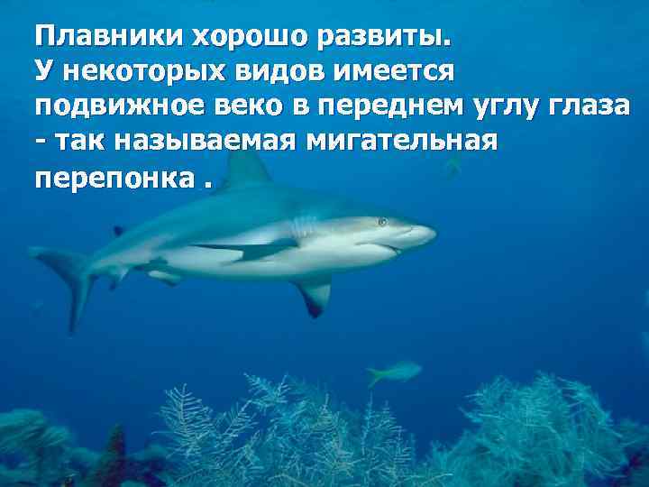 Плавники хорошо развиты. У некоторых видов имеется подвижное веко в переднем углу глаза -