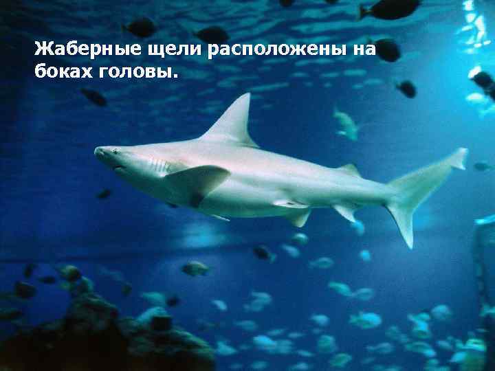 Жаберные щели расположены на боках головы. 