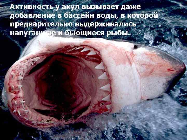Активность у акул вызывает даже добавление в бассейн воды, в которой предварительно выдерживались напуганные