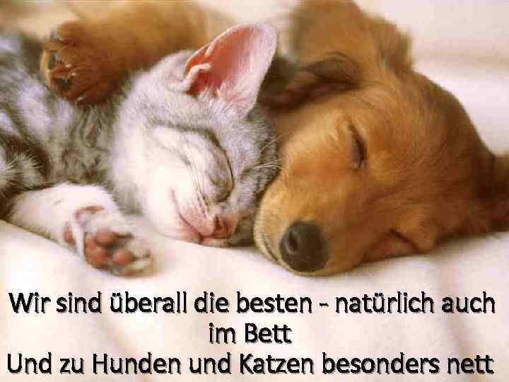 Wir sind überall die besten - natürlich auch im Bett Und zu Hunden und