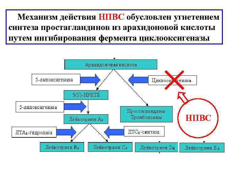  Механизм действия НПВС обусловлен угнетением синтеза простагландинов из арахидоновой кислоты путем ингибирования фермента
