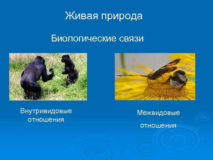 Живая природа Биологические связи Внутривидовые отношения Межвидовые отношения 