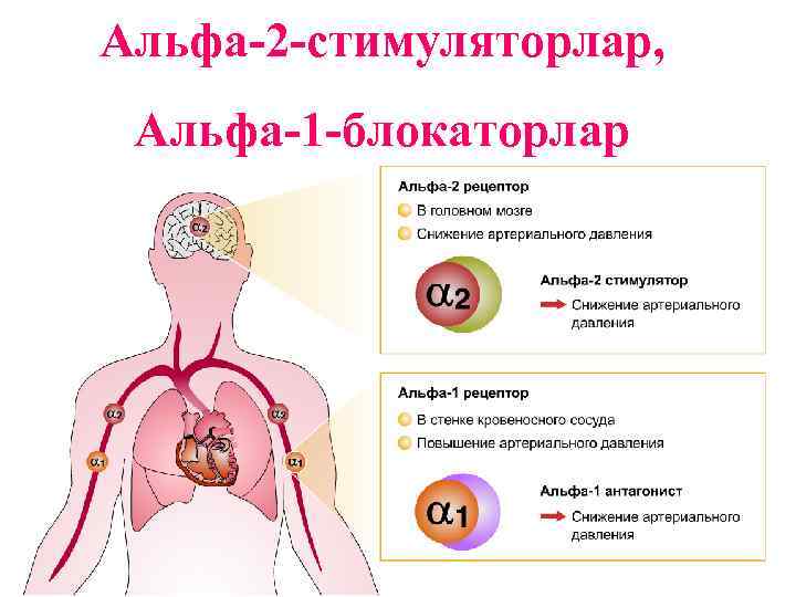 Альфа-2 -стимуляторлар, Альфа-1 -блокаторлар 