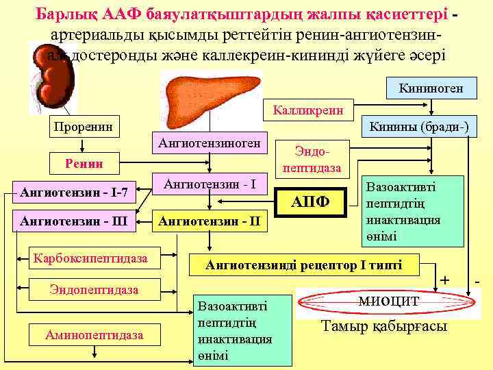 Барлық ААФ баяулатқыштардың жалпы қасиеттері артериальды қысымды реттейтін ренин-ангиотензинальдостеронды және каллекреин-кининді жүйеге әсері Кининоген
