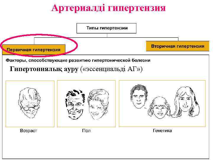 Артериалді гипертензия Гипертониялық ауру ( «эссенциальді АГ» ) 