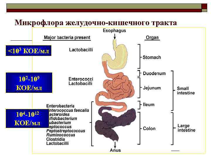 Микрофлора желудочно-кишечного тракта <103 КОЕ/мл 102 -109 КОЕ/мл 104 -1012 КОЕ/мл 