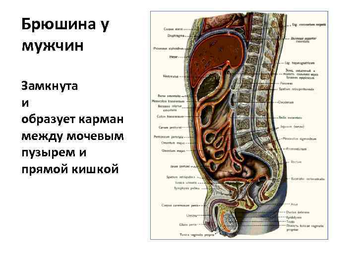 Брюшина у мужчин Замкнута и образует карман между мочевым пузырем и прямой кишкой 