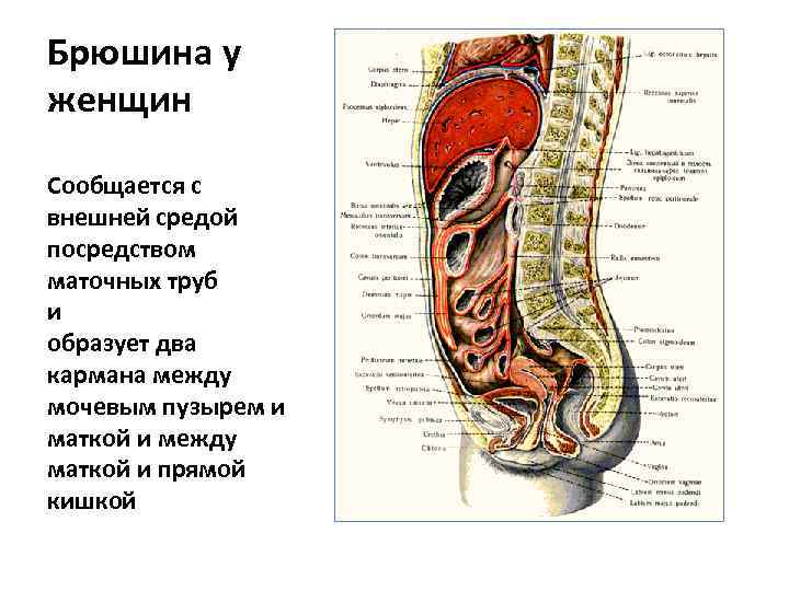 Брюшина у женщин Сообщается с внешней средой посредством маточных труб и образует два кармана