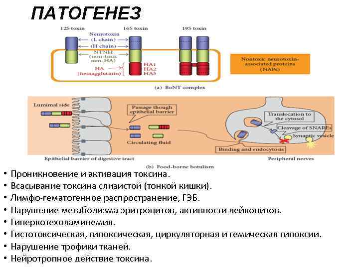 ПАТОГЕНЕЗ • • Проникновение и активация токсина. Всасывание токсина слизистой (тонкой кишки). Лимфо-гематогенное распространение,