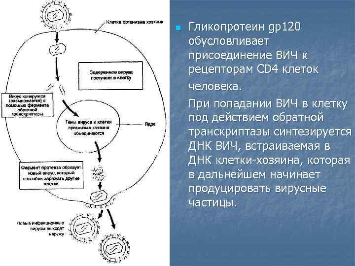 n Гликопротеин gр120 обусловливает присоединение ВИЧ к рецепторам СD 4 клеток человека. При попадании