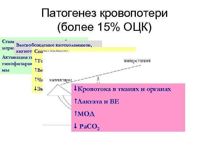 Патогенез кровопотери (более 15% ОЦК) Стимуляция симпатической Высвобождение катехоламинов, нервной системы ангиотензина, арериол Спазм